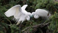 103 - LITTLE EGRET45 - LONG FENGYING - china <div