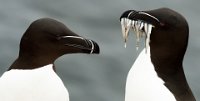 188 - RAZORBILL COUPLE PORTRAIT WF 5 - RIEHLE GUNTHER - germany <div