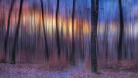 249 - FOREST CURTAIN - KREMENOVA LUBICA - slovakia <div