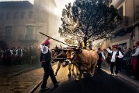 256 - FESTA DEL PI BOUS CENTELLES - MOLIST I VILANOVA JOSEP MARIA - spain <div