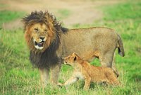 271 - LION CUB WITH MALE - DEVINE BOB - united kingdom <div