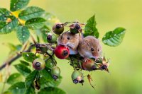 292 - HARVEST MICE IN THE BERRIES - PORTER GLENN - wales <div