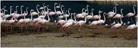 308 - FLAMINGOS - PETRENS CELINE - belgium <div