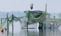 379 - FISCHREIHER IM AUSGUCK - STOLP JOBIT - germany <div