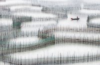 381 - IN THE FISHING POND - CHAU CHUN YIP - hong kong <div