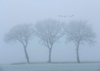 402 - FOGGY TREES - DE JONG FRANKE - netherlands <div