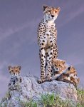 418 - CHEETAH FAMILY - MOHANRAJ ARUN - united kingdom <div