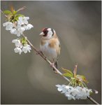 421 - GOLDFINCH AND BLOSSOM - MONCRIEFF CHRIS - united kingdom <div