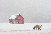 423 - SNOW BOUND FOX - SCHNELZER J.R. - united states <div