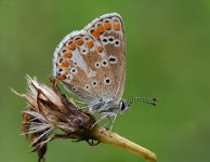 433 - PLEBEIUS ARGUS - BONTE ROGER - belgium <div