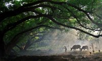 465 - UNDER THE BIG TREE - CHAU CHUN YIP - hong kong <div