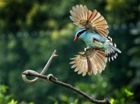 468 - BIRD AND SNAKE FIGHTING - CHEANG SHERMAN - macao <div