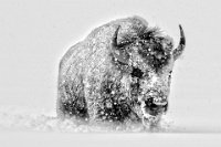 DIPLOME - BISON MADE IN USA - GILLIEAUX BRIGITTE - belgium <div