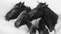 FIAP BRONZE MEDAL - MONGOLIAN HORSE - TONG JIANGCHUAN - china <div