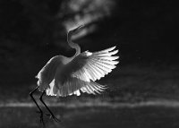 207 - MEDIUM EGRET TAKE OFF - GHOSH SOUMEN KUMAR - india <div