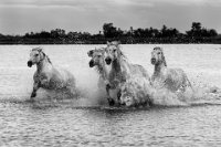 213 - CHEVAUX DE CAMARGUE 5 - VIZZONI MARZIO - italy <div