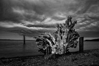 280 - TREE SCULPTURE - WHITBY JOHN - united kingdom <div