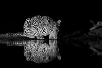 341 - DRINKING LEOPARD - MATHIAS GERARD - france <div