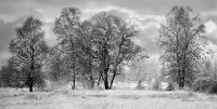 63 - FIRST SNOW - SALBERTER STEPHAN - belgium <div