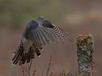 DIPLOME - CUCKOO IN FLIGHT - MILLIN ROBERT - united kingdom <div