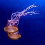 DIPLOME - DUO DE MEDUSES - DELVAUX MARCEL - belgium <div
