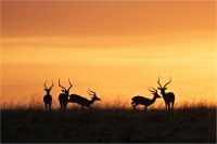 DIPLOME ISF - MASAI SUNRISE - BLONDEL CHRISTIAN - france <div