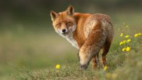 FAVORIT JURY 3 - FOX ON THE PLAIN - SALBERTER STEPHAN - belgium <div