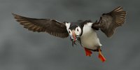 PSA GOLD MEDAL - ATLANTIC PUFFIN IN FLIGHT WF 7 - RIEHLE GUNTHER - germany <div