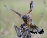 PSA HONOR - MALE KESTREL MAKING KILL - DAFFIN STUART - united kingdom <div