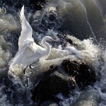 104 - LITTLE EGRET READY TO FLY - AVENEL STÉPHANE - france <div