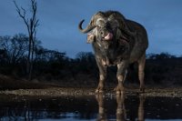 105 - BUFFALO AT BLUE HOUR - MATHIAS GERARD - france <div