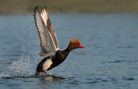 119 - RED CRESTED TAKE OFF - GHOSH SOUMEN KUMAR - india <div