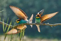 122 - BEE EATERS 3 - FRATINI FRANCO - italy <div