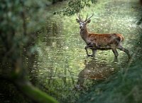 125 - CROSSING RIVER - MONTINI GIULIO - italy <div