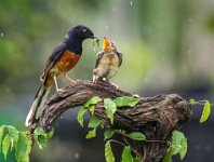 129 - FEEDING IN THE RAIN - CHEANG SHERMAN - macao <div