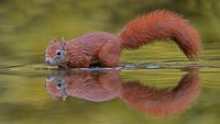 13 - EEKHOORN IN HET WATER - VERLINDE JOHAN - belgium <div