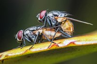 137 - FLY MATING - NEO SAU FONG - malaysia <div