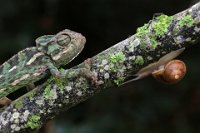 138 - CHAMELEON AND SNAIL - CATANIA GOTTFRIED - malta <div