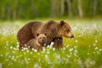 141 - BROWN BEAR MOTHER WITH CUB - STENGER CHRIS - netherlands <div