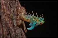 146 - CICADA EMERGING - SIM KIM-PHENG - singapore <div