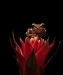 154 - ROUGH FRILLED TREE FROG ON FLOWER - SAWYER TIM - united kingdom <div