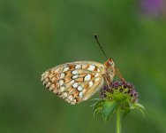 155 - NIOBE FRITILLARY - KALFAYAN YEALAND - united kingdom <div