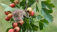 156 - HARVEST MOUSE ON ROSEHIPS - HARDING RICHARD - united kingdom <div