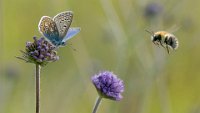157 - THE ATTRACTION OF SCABIOUS - FRY MARTIN - united kingdom <div