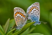 159 - SILVER STUDDED BLUES PAIRED 8438 - POAD REGINALD - united kingdom <div