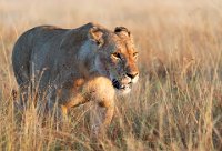 161 - LIONESS EARLY MORNING - RICE VERONICA - united kingdom <div