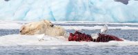 163 - MOTHER AND CUB WITH THE KILL - MOHANRAJ ARUN - united kingdom <div