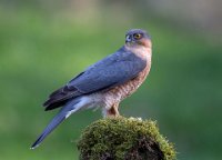 166 - MALE SPARROWHAWK - BRAMMALL RAY - united kingdom <div