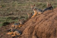 168 - ALERT BLACK BACKED JACKALS - TEAR RON - united kingdom <div