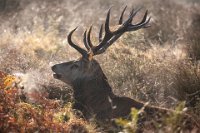 169 - RED DEER STAG DURING THE RUT - TEAR RON - united kingdom <div